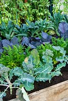 Raised bed containing Calabrese, Carrots, Red Cabbage, Cavolo Nero and Broad Beans. 