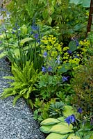 Border containing Hostas, Camassia, Ferns, Euphorbias and Aguilegias against path of granite chips - RHS Chelsea Flower Show