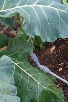 Cleaning and tending brassicas - spraying with soft soap solution
