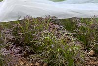 Mizuna 'Red Streaked' - Brassica rapa var. niposinica, protected under fleece in polytunnel.
