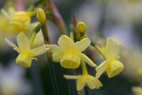 Narcissus 'Angel's Whisper' - Daffodil 'Angel's Whisper'
