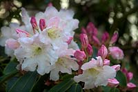Rhododendron 'Loderi King George' AGM