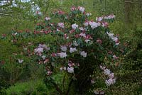 Rhododendron 'Loderi King George' AGM