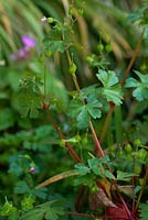 Geranium lucidum 'Common Garden Weeds'