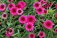 Echinacea 'Delicious candy' - Coneflower 'Delicious candy'