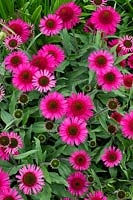 Echinacea 'Delicious candy' - Coneflower 'Delicious candy'