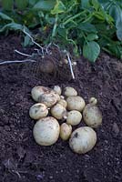 Solanum tuberosum 'Gemson' PBR