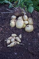 Solanum tuberosum 'Gemson' PBR and Solanum tuberosum 'International Kidney' 