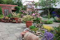 Small paved courtyard garden with a rusty metal rose arch festooned with Rosa 'Gertrude Jekyll' - Climbing Rose. Yellow and blue bed with Campanula, Cerinthe major, Sedums. Potting shed and terracotta pots planted with a selection of tender succulents, Lilium and Viola. In the background Delphinium 'Black Knight', with Artemisia ludoviciana, Geum 'Prinses Juliana' and Penstemon 'Garnet'.