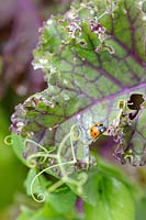 Seven spot Ladybird on Kale leaf. 