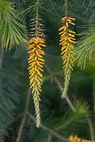 Persoonia pinifolia - Pine-leaved Geebung or Mambara