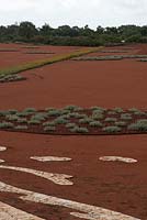 Red Sand Garden, planted with circles of Westringia fruticosa 'Smokey' - Coastal Rosemary