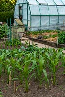 Vegetable garden with raised beds of Sweetcorn, Cabbages and Strawberries and shaded greenhouse beyond - Open Gardens Day, Bures, Suffolk
