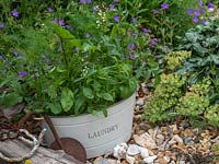 Use old containers to plant a wild flower garden. - Place in corner of garden.  Wild radish - Raphanus raphanistrum Wild Tansy  Phacelia tanacetifolia mallow - marigold.