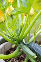 Courgettes ready for harvesting grown in a hugelkultur container