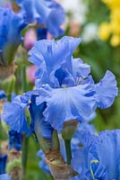 Iris 'Skye Blue' 