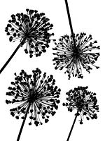 Allium seedhead silhouettes