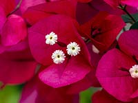Bougainvillea glabra in flower, June 