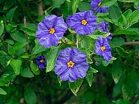 Solanum rantonnetii - Blue Potato Bush 