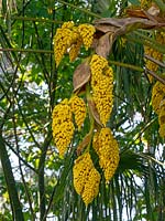 Trachycarpus fortunei - Chusan Palm 