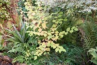 Cornus sanguinea 'Anny's Winter Orange' - Dogwood - underplanted with ferns