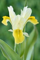 Iris bucharica - Bokhara iris  