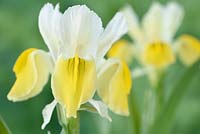 Iris bucharica -Bokhara iris  
