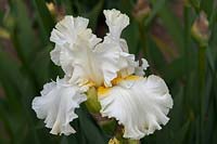 Tall bearded Iris 'Devonshire Cream' 