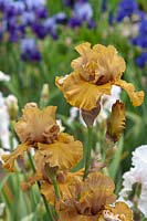 Tall bearded Iris 'Into the Wilderness' 
