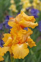 Tall bearded Iris 'Fresno Calypso' 
