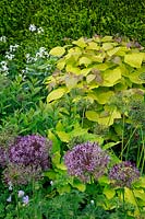 Spirea japonica 'Goldflame' and alliums, June