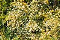 Spiraea betulifolia 'Tor Gold' - birch-leaved spirea - May