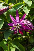 Passiflora 'Pura Vida' - passionflower in June