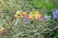 Poinciana caesalpinia gilliesii - Crimson threadflower - Bird of paradise shrub