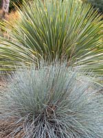 Yucca rostrata - Festuca glauca 'Casblue'