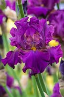 Iris 'Teesdale'  - English Iris Company