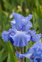 Iris 'Skye Blue'  - English Iris Company