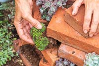 Woman planting Sempervivums in the gap between the bricks