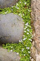 Pratia pedunculata growing between paving stones