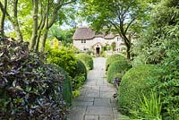 Path leading into the garden towards the thatched farmhouse lined with clipped box, acers and shrubs including Choisya ternata Sundance, variegated laurel and Pittosporum tenuifolium 'Tom Thumb' 