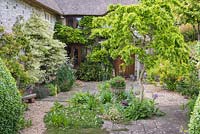 Courtyard framing a specimen Robinia pseudoacacia 'Twisty Baby' - PBR underplanted with alliums, Erigeron karvinskianus and verbascums 