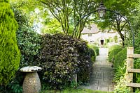 Path leading into the garden towards the thatched farmhouse lined with clipped box, acers and shrubs including  variegated laurel and Pittosporum tenuifolium 'Tom Thumb' 