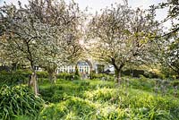Orchard of fruit trees underplanted with long grasses and blue camassias 