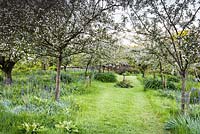 Fruit trees flowering in the orchard, underplanted with blue camassias 