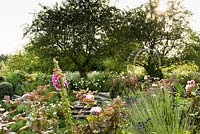 View across roses, lavender and foxgloves towards an orchard full of ox-eye daisies in June
