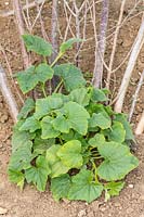 Butternut Squash plant growing up support three weeks after planting