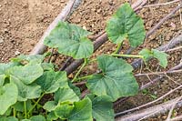 Butternut Squash plant growing up support three weeks after planting