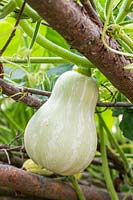 Cucurbita - Butternut Squash - fruit developing on plant after eight weeks, hanging from hazel plant support