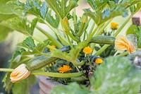 Courgettes ready for harvesting and flowering Calendula in container