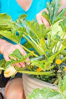Woman harvesting courgettes from container